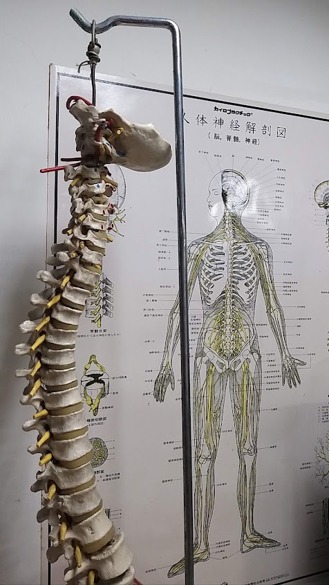 長青健康體適能中心 (整復推拿)(預約制)